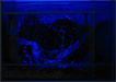 "Nachtansicht", beleuchtet wird mit dimmbaren Blaulicht LEDs
